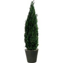 Columnaris 140 - 160 cm