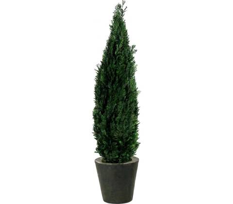 Columnaris 140 - 160 cm