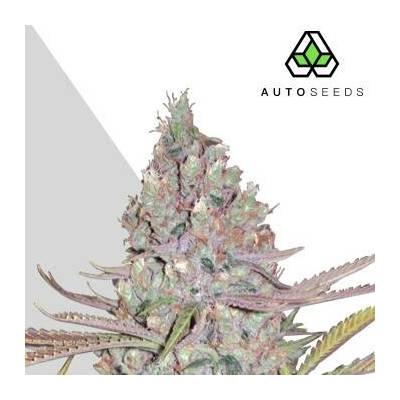 Auto Seeds Berry Ryder AUTO semena neobsahují THC 3 ks