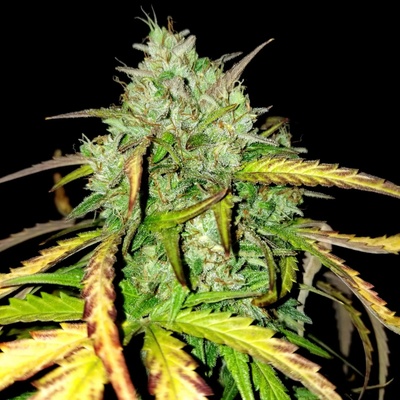 B-S-B Genetics Girl Scout Cookies Auto semienka neobsahujú THC 1 ks