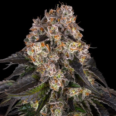 Barney's Farm Girl Scout Cookies semena neobsahují THC 10 ks