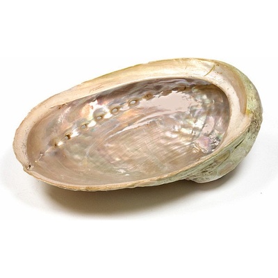 Nefertitis Abalon mušle leštěná vykuřovací miska M 13 až 16 cm NF19946 - cca 13 až 16 cm – Zboží Dáma