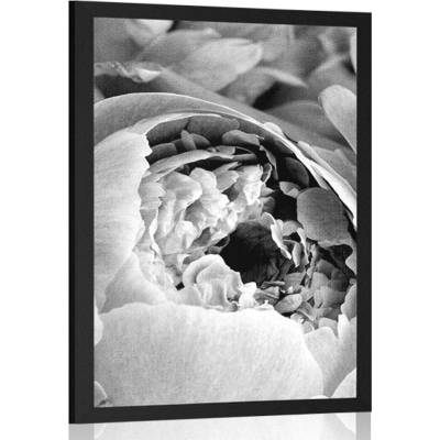 Plakát černobílé lupínky květu - 20x30 silver