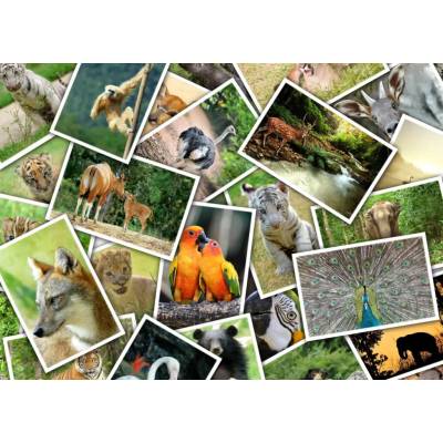 Grafika Prechádzka do Zoo 500 dielov