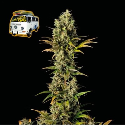 Seedsman The White OG semienka neobsahujú THC 3 ks