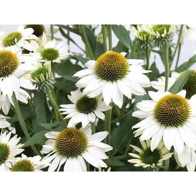 Echinacea purpurová Kismet White