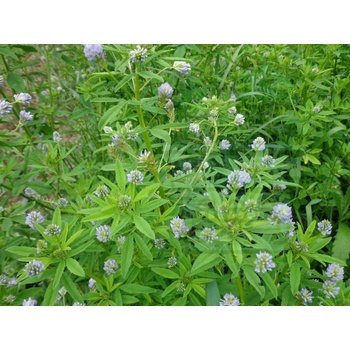 Image 1 of Семена от сминдух 40 гр (691000)