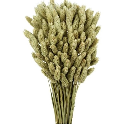 Phalaris natural 500 g