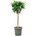Ficus microcarpa Nitida stem 30x125 cm