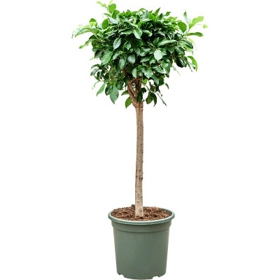 Ficus microcarpa Nitida stem 30x125 cm