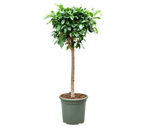 Ficus microcarpa Nitida stem 30x125 cm