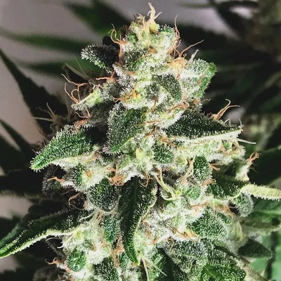 Ministry of Cannabis Auto Gods Glue semienka neobsahujú THC 25 ks