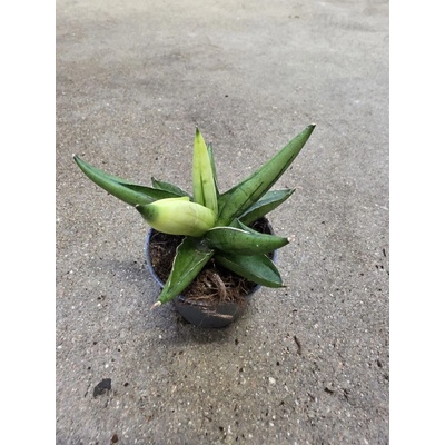 Sansevieria Cylindrica hvězda variegata mini (Raritní tchýnin jazyk)