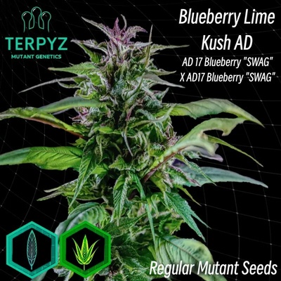 TerpyZ Mutant Genetics Blueberry Lime Kush regular semienka neobsahujú THC 10 ks