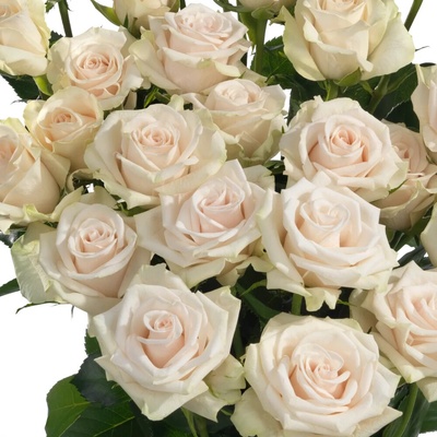 Krémová růže trsová ROYAL PORCELINA 50cm/5+