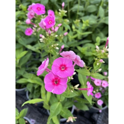 Phlox paniculata "Rose Eye"