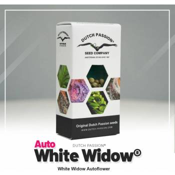 Dutch Passion Auto White Widow semena neobsahují THC 1 ks