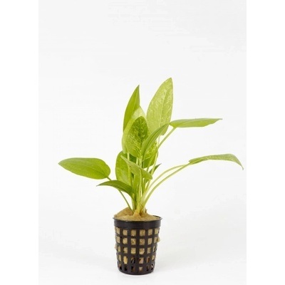 Echinodorus Marble Queen