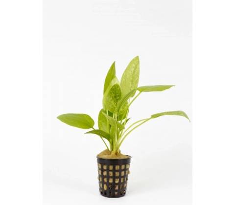 Echinodorus Marble Queen