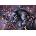 Schmidt Spiele - Puzzle Blue Rose - 1 000 piese