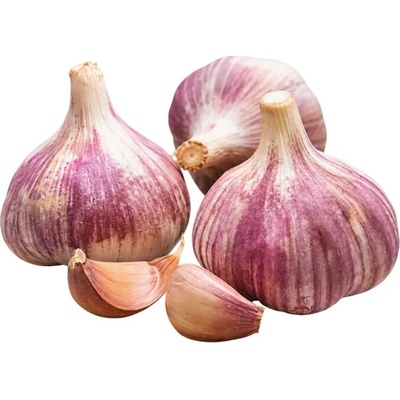 Sadbový cesnak Primor 55+ 4hl 360 g