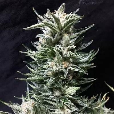 Cream Of The Crop Bruce The Russian semena neobsahují THC 3 ks