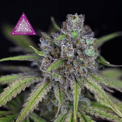 Seedsman Critical Purple Kush semena neobsahují THC 3 ks