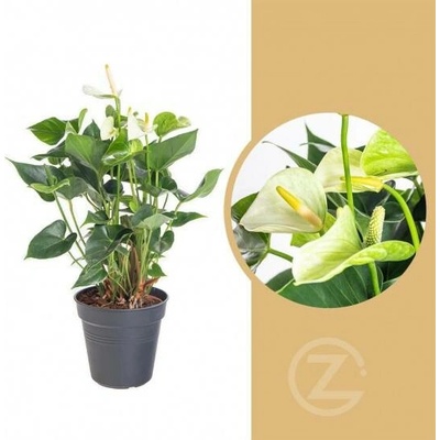 Toulitka, Anthurium Princess Alexia Snow, bílá, průměr květináče 12 - 15 cm