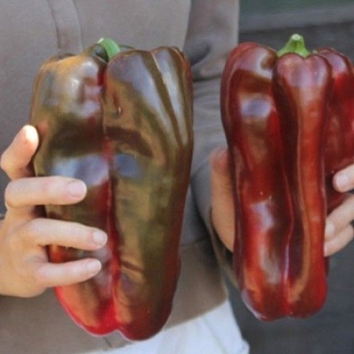 Семена от Сладък пипер сорт "Дулче де Испания" (Capsicum annuum) - 90 бр. (0.5 гр. ) (205585)