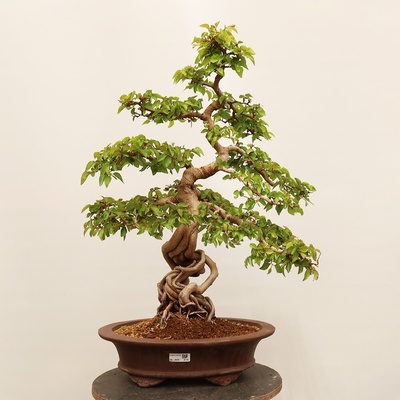 e-bonsai Venkovní bonsai -Carpinus Coreana - Habr korejský