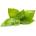 Click & Grow Семена Click and Grow Лимонов босилек, 3 броя (SGR76X3)