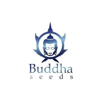 Buddha Seeds Kraken semena neobsahují THC 3 ks