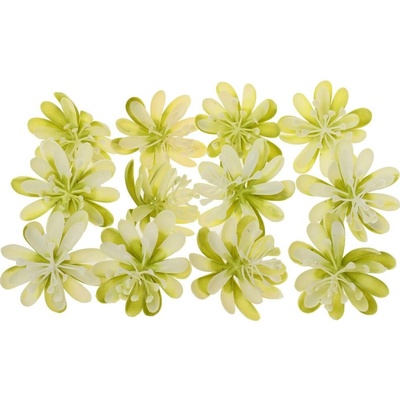 HLAVA SUKULENT BIELO-ZELENÝ 6*8CM BAL 12KS