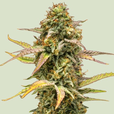 Royal Queen Seeds Hyperion F1 Auto semienka neobsahujú THC 25 ks