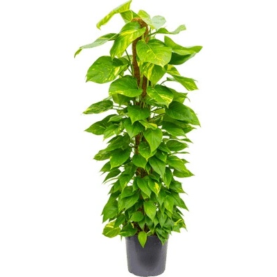 Scindapsus (Epipremnum) pinn. on moss-pole stlp 30x155 cm