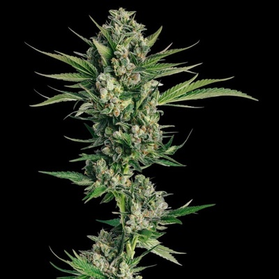 Trilogene Seeds Honeycomb Chem semienka neobsahujú THC 5 ks