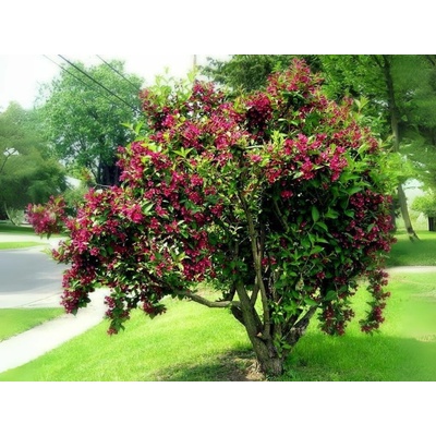 Vajgela Bristol Ruby, výška 20-40 cm, kvetináč 3 l