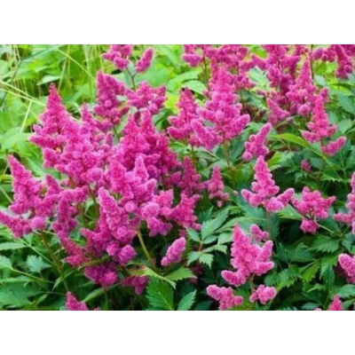 Astilba čínska Pumila, kvetináč 9 cm