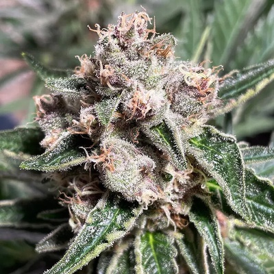 Ministry Of Cannabis Mars Mellow semienka neobsahujú THC 2 ks