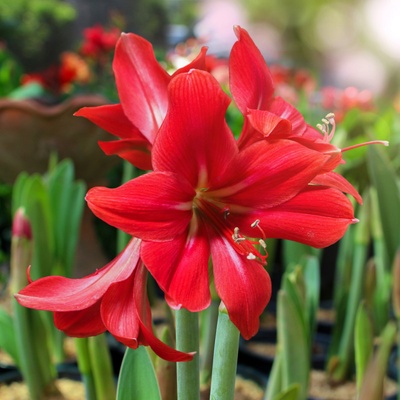 Hvězdník Red Lion Hippeastrum prodej cibulovin 1 ks