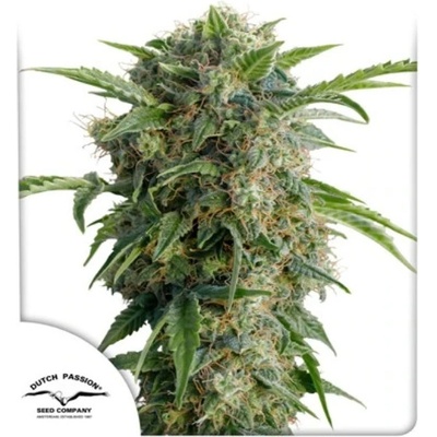 Dutch Passion AUTO Daiquiri Lime semena neobsahují THC 100 ks