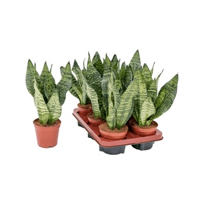 Sansevieria zeylanica Compacta 12x35 cm