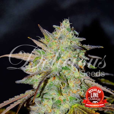 Delicious seeds Marmalate Regular semena neobsahují THC 7Ks