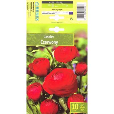 Seklos Лютиче Червено Ranunculus Red - 10 бр луковици