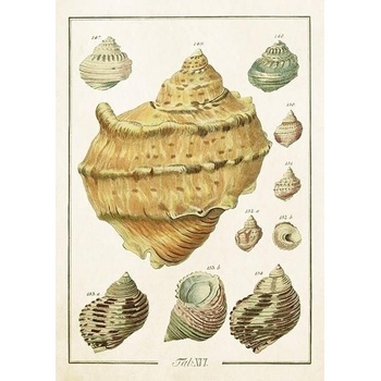 Přání Seashells