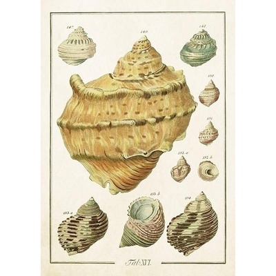 Přání Seashells