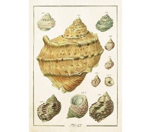 Přání Seashells
