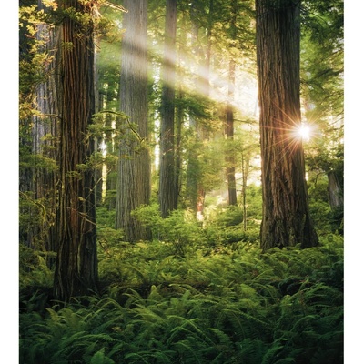 Komar Vliesová fototapeta Goblins Woods 250 x 280 cm