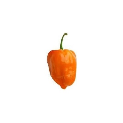 Need For Seed Chilli Habanero Orange semena 10 ks