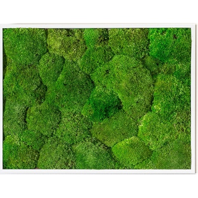 Gardners Mechový obraz 30x40 cm z kopečkového mechu, bílá